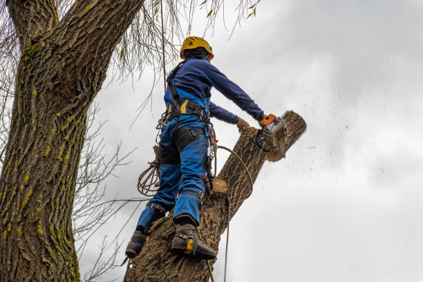 The Steps Involved in Our Tree Care Process in St Francis, WI